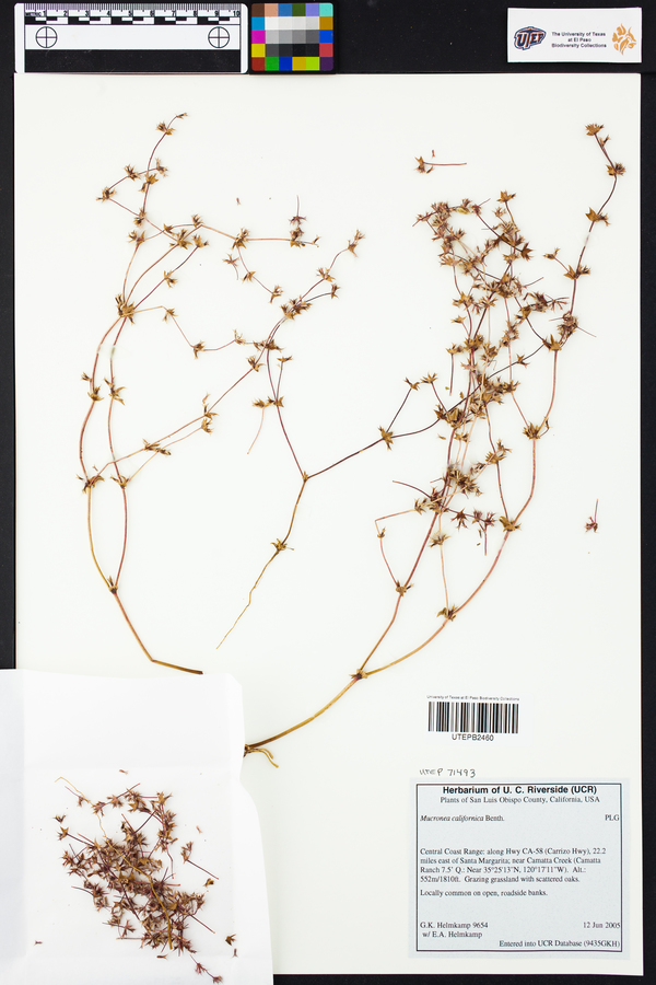 Mucronea image