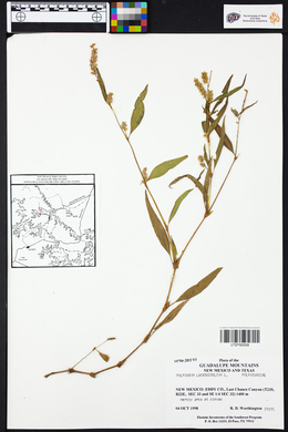 Persicaria lapathifolia subsp. lapathifolia image