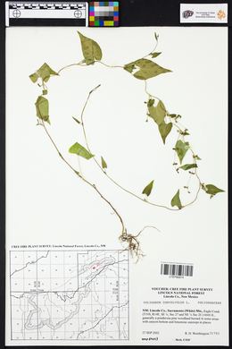 Fallopia convolvulus image