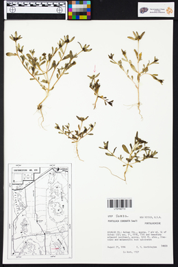 Portulaca umbraticola subsp. coronata image