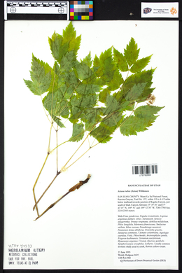 Actaea rubra image