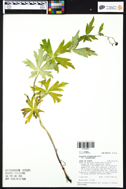 Aconitum columbianum var. columbianum image