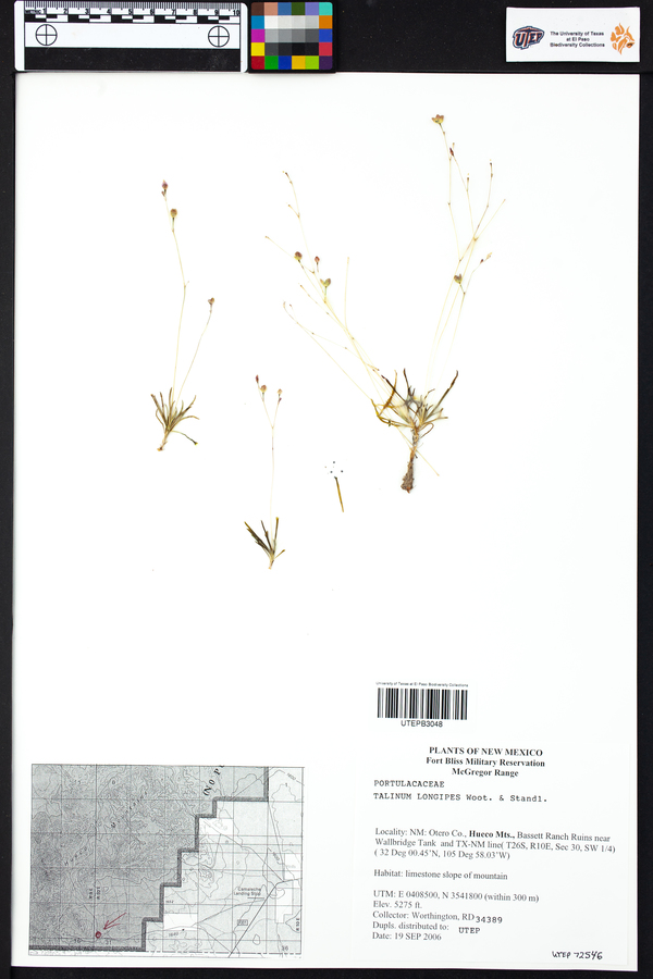 Phemeranthus longipes image