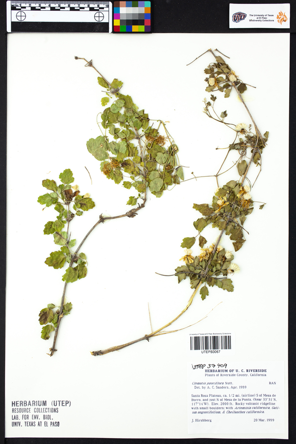 Clematis pauciflora image
