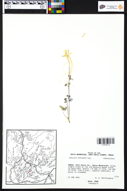 Aquilegia chrysantha image