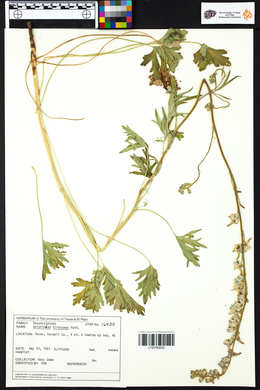 Delphinium carolinianum subsp. virescens image