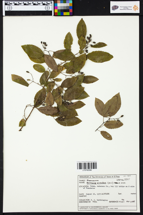 Berchemia scandens image