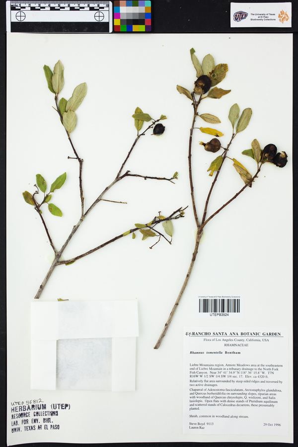 Rhamnus tomentella image