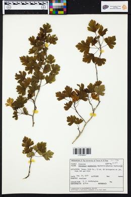 Crataegus marshallii image