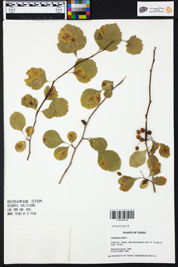 Crataegus viridis image