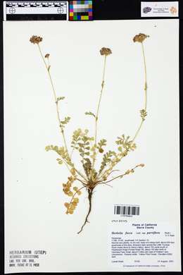 Horkelia fusca subsp. parviflora image