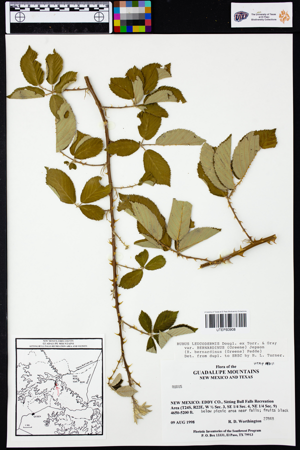 Rubus leucodermis var. bernardinus image