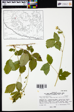 Rubus flagellaris image