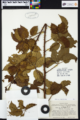 Rubus argutus image