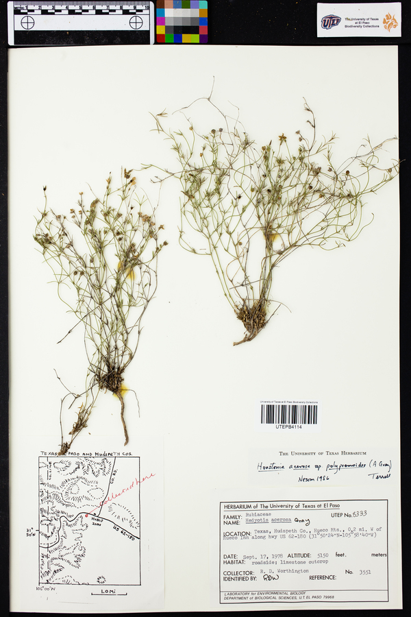 Houstonia acerosa subsp. polypremoides image