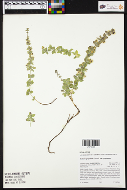 Galium grayanum var. grayanum image