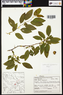 Prunus domestica image