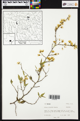 Prunus rivularis image