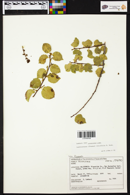 Prunus ilicifolia image