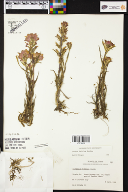 Castilleja indivisa image