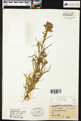 Castilleja indivisa image