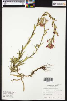Castilleja indivisa image