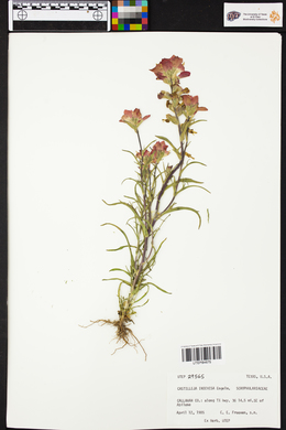 Castilleja indivisa image