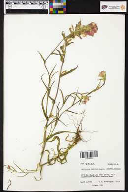 Castilleja indivisa image