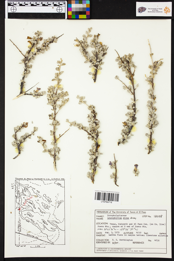 Leucophyllum minus image