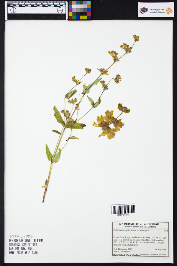 Collinsia bartsiifolia image