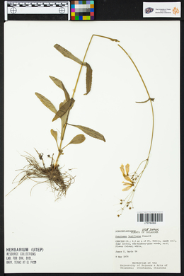 Penstemon laxiflorus image