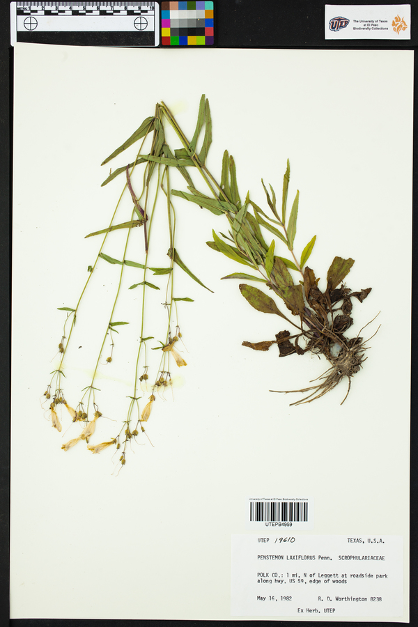 Penstemon laxiflorus image