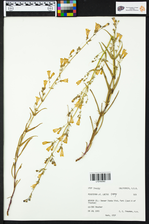 Penstemon laetus image