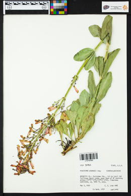 Penstemon havardii image