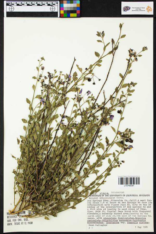 Solanum umbelliferum image