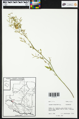 Solanum triquetrum image