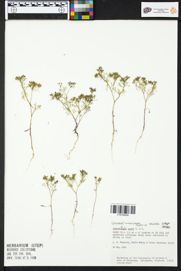 Ammoselinum popei image