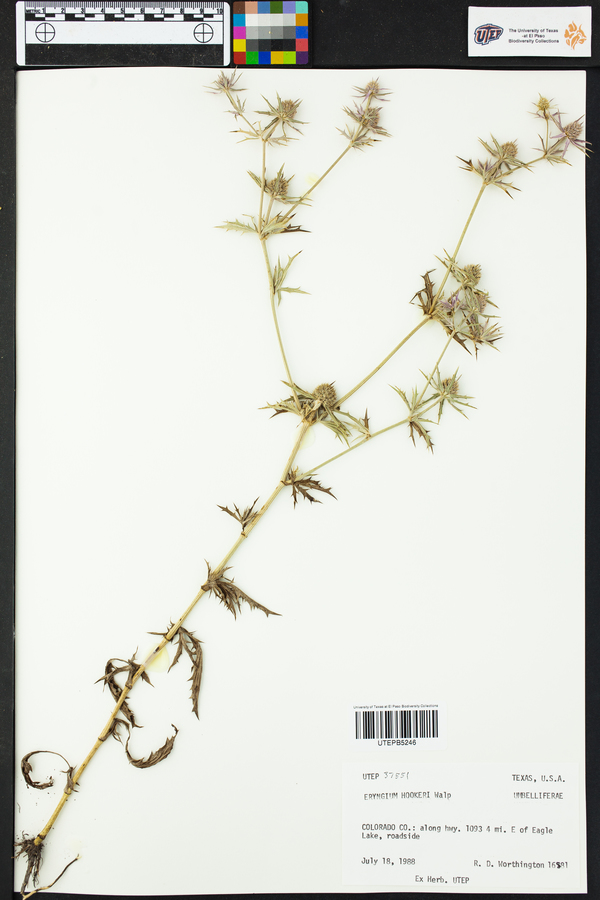 Eryngium hookeri image