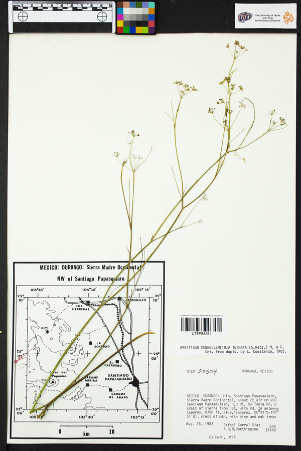 Donnellsmithia ternata image