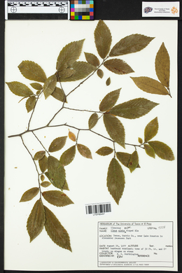 Ulmus alata image