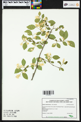 Styrax americanus image