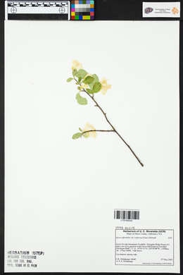 Styrax officinalis image
