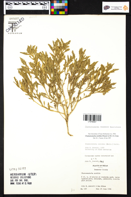 Chamaesaracha texensis image