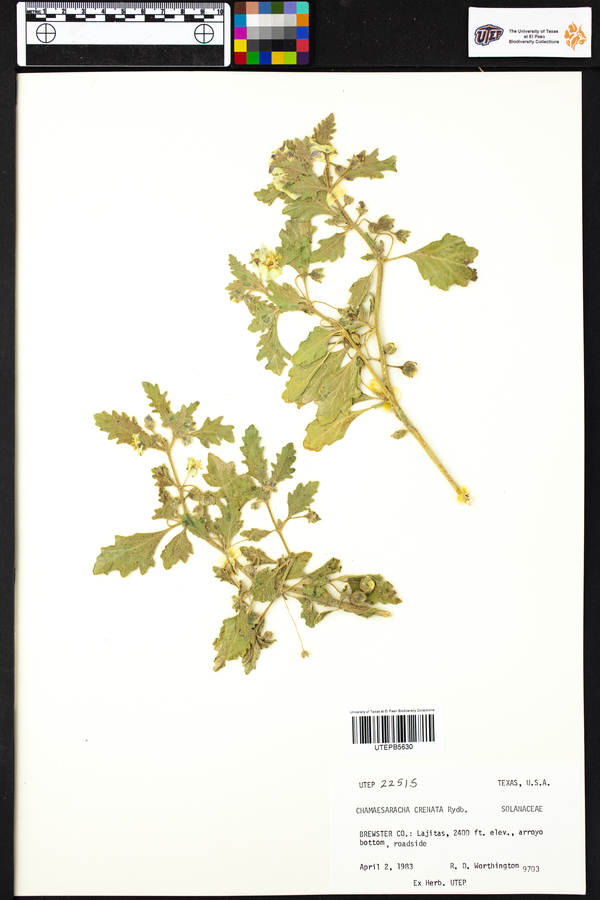 Chamaesaracha crenata image