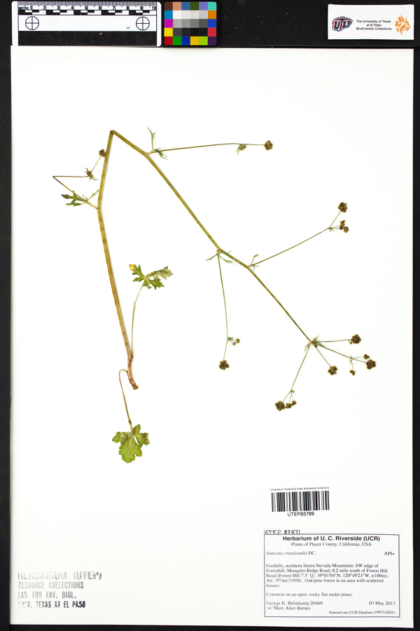 Sanicula crassicaulis image