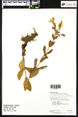 Erythranthe cardinalis image