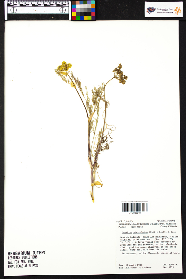 Lomatium utriculatum image