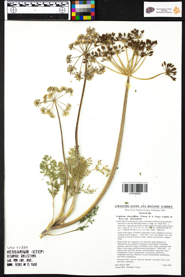 Lomatium dasycarpum image