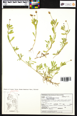 Phyla nodiflora image