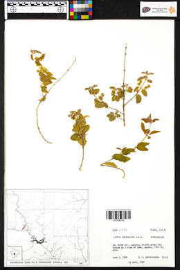 Lippia graveolens image